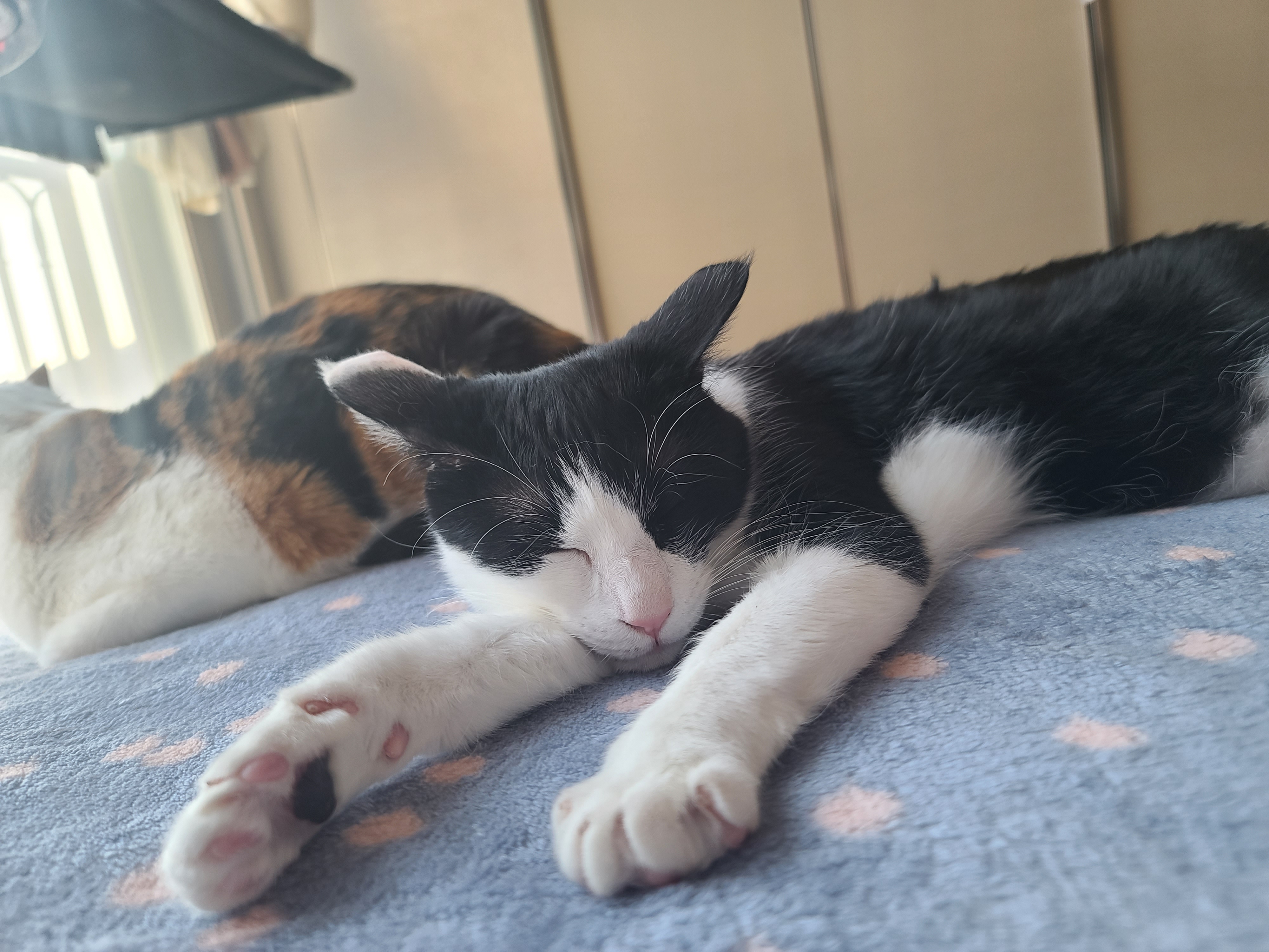 잔망스럽고 애교많은 내고양이들.