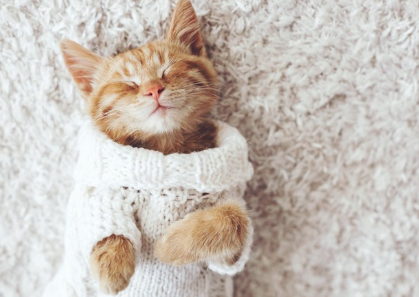 양복을 입고 자는 고양이.