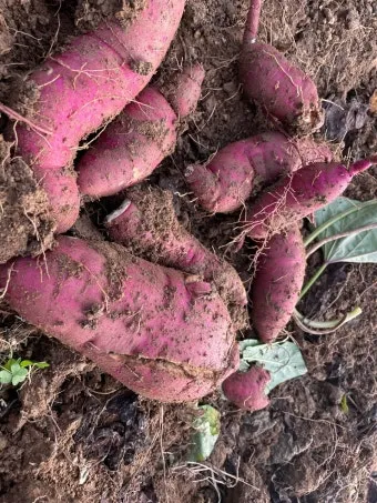중부지방 고구마 수확시기 핵심 체크_17