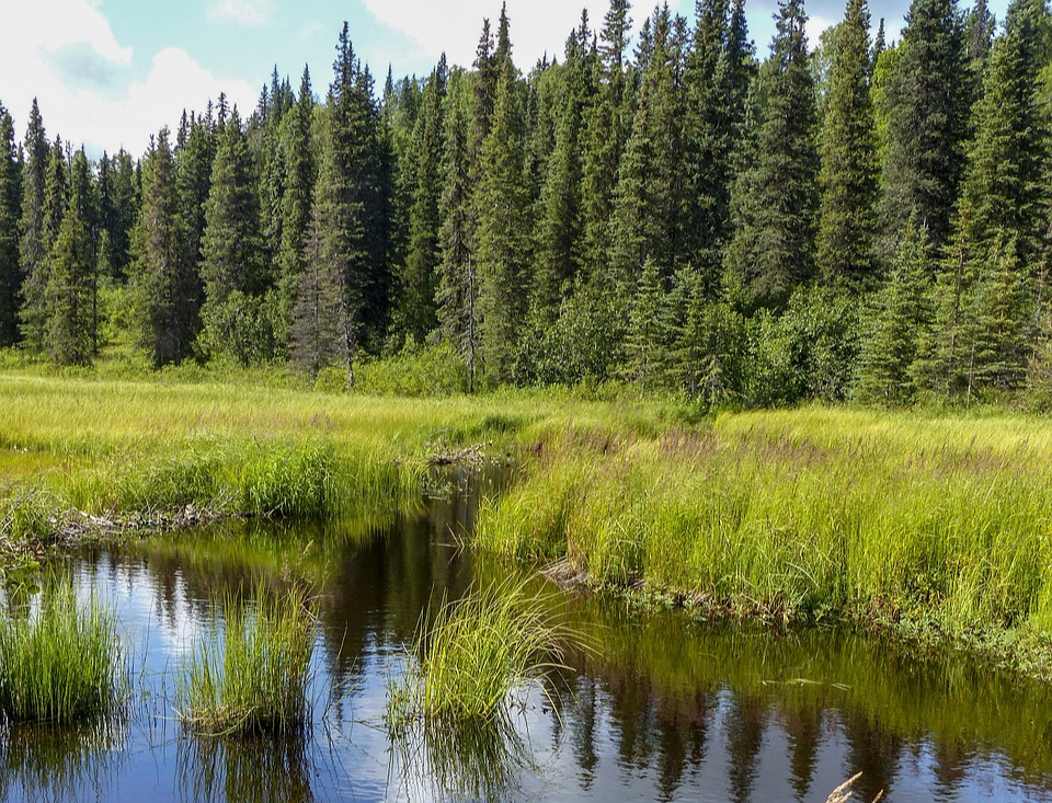 알래스카데날리
