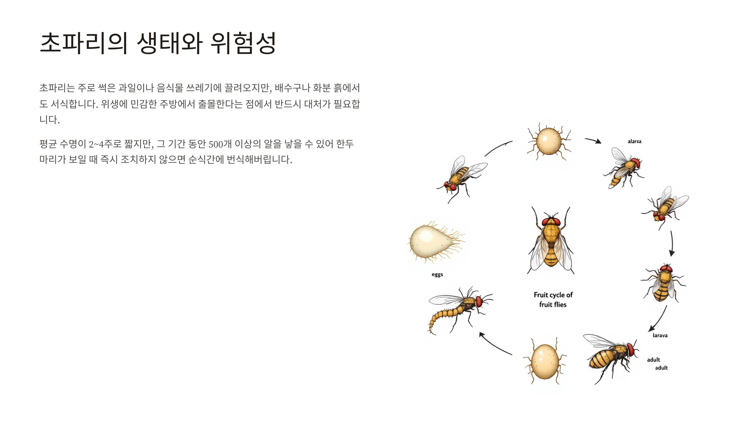 초파리 없애는 방법