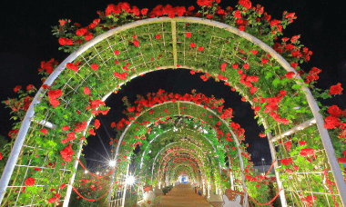 곡성 장미축제 기간, 입장료, 초대가수