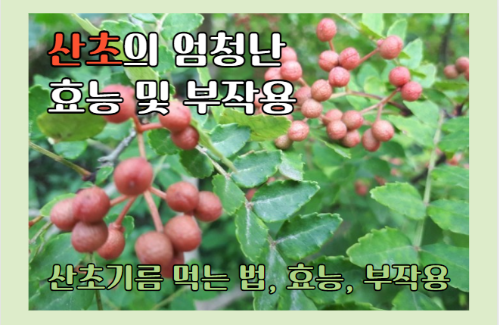 산초 효능 9가지와 부작용&#44; 산초기름 먹는 법