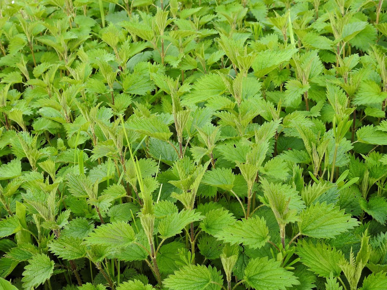 한방 약초와 현대 정신건강 – 불안 완화 및 수면 보조 연구