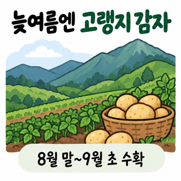 강원 고랭지에서 8월 말부터 9월 초에 여름감자를 수확하는 흐름을 산과 감자 바구니로 보여주는 카드