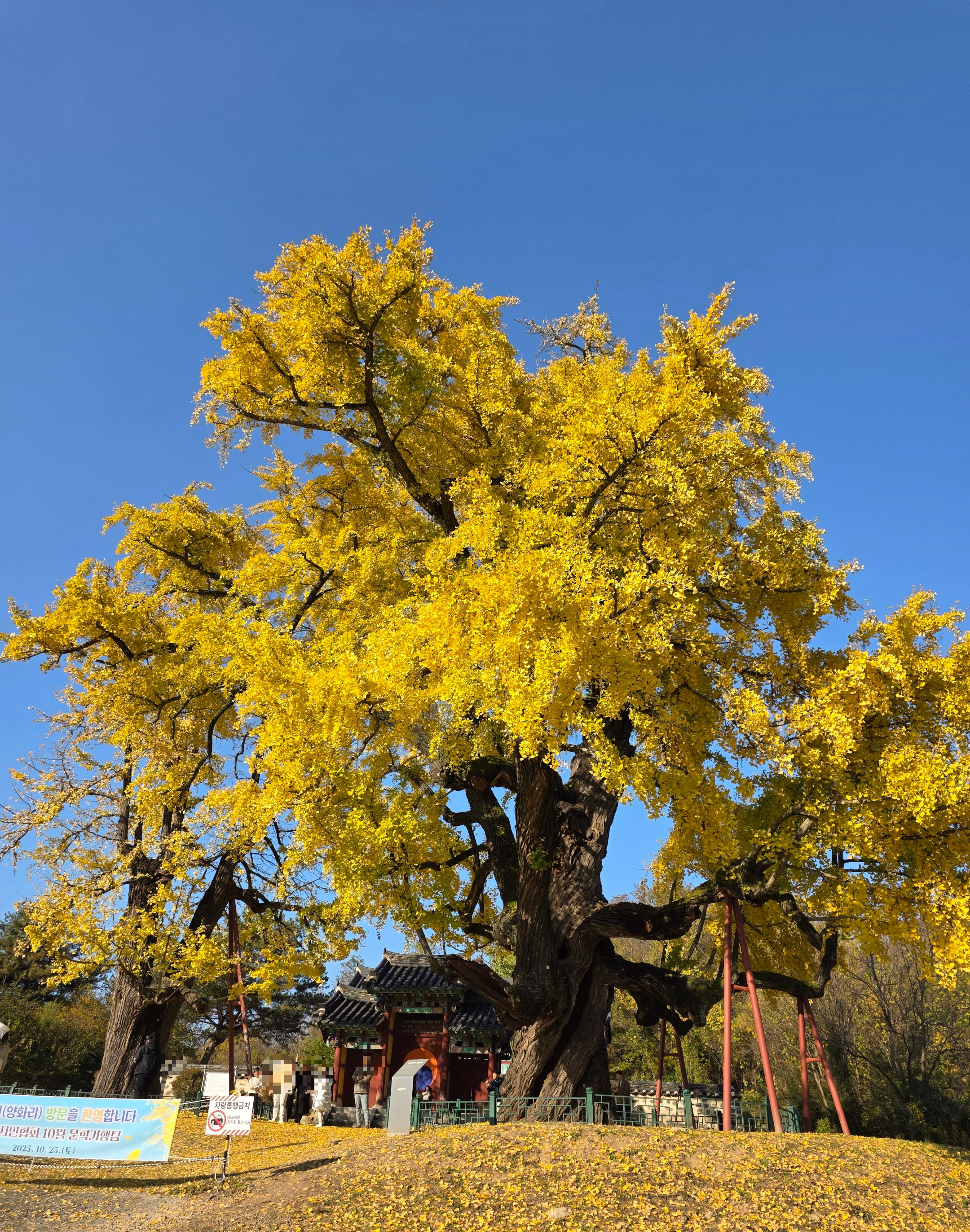 세종 임난수 은행나무 숭모각 세종리 은행나무 역사공원 주소 주차 05