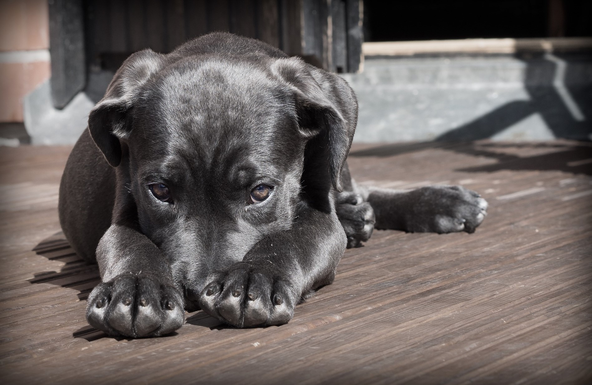 귀여운-강아지의-문제해결