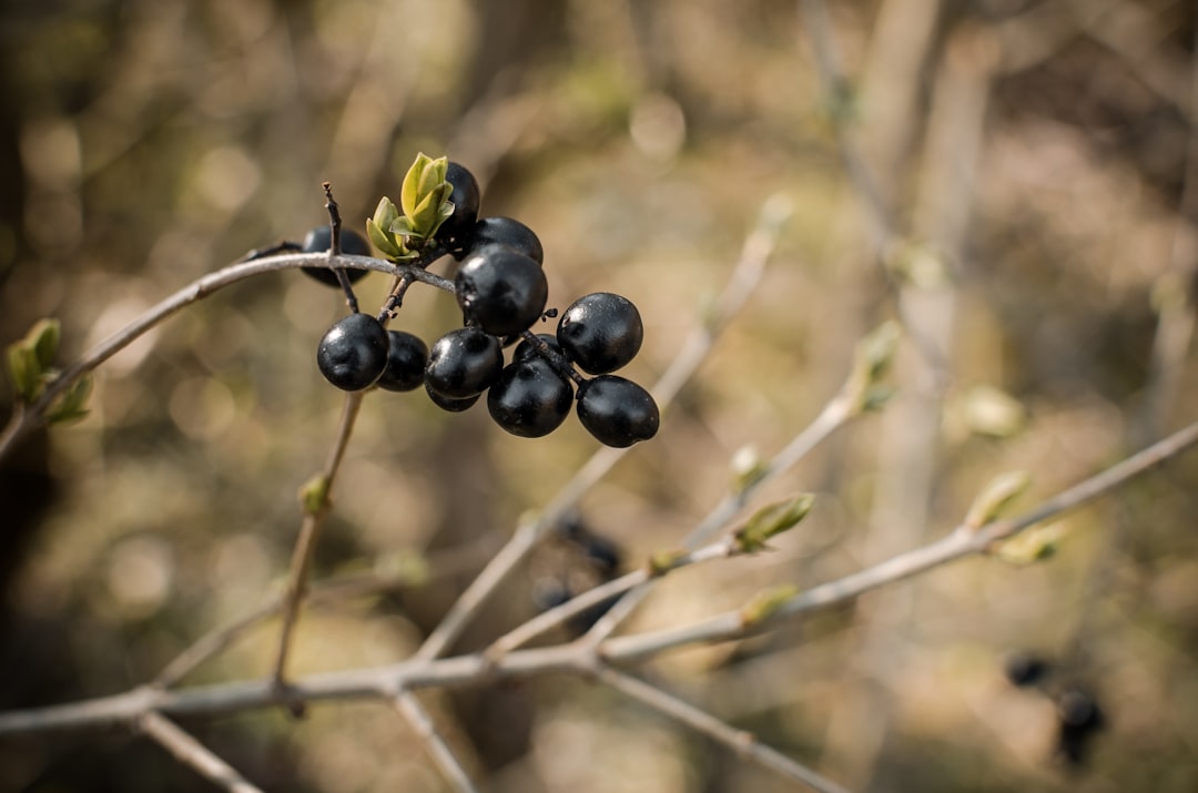 Black soybean
