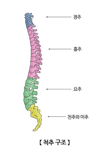 척추 관절 병원