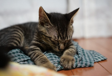 몸이 안 좋아 보이는 고양이.