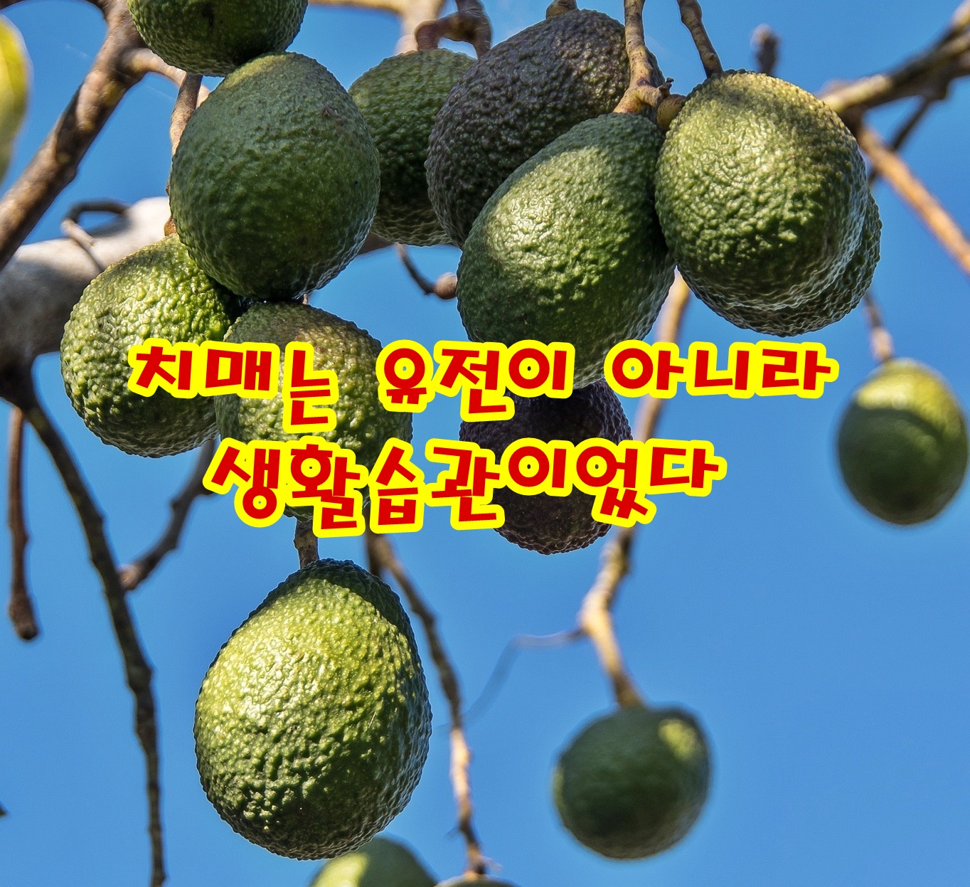 치매는 유전이 아니라 생활습관이었다