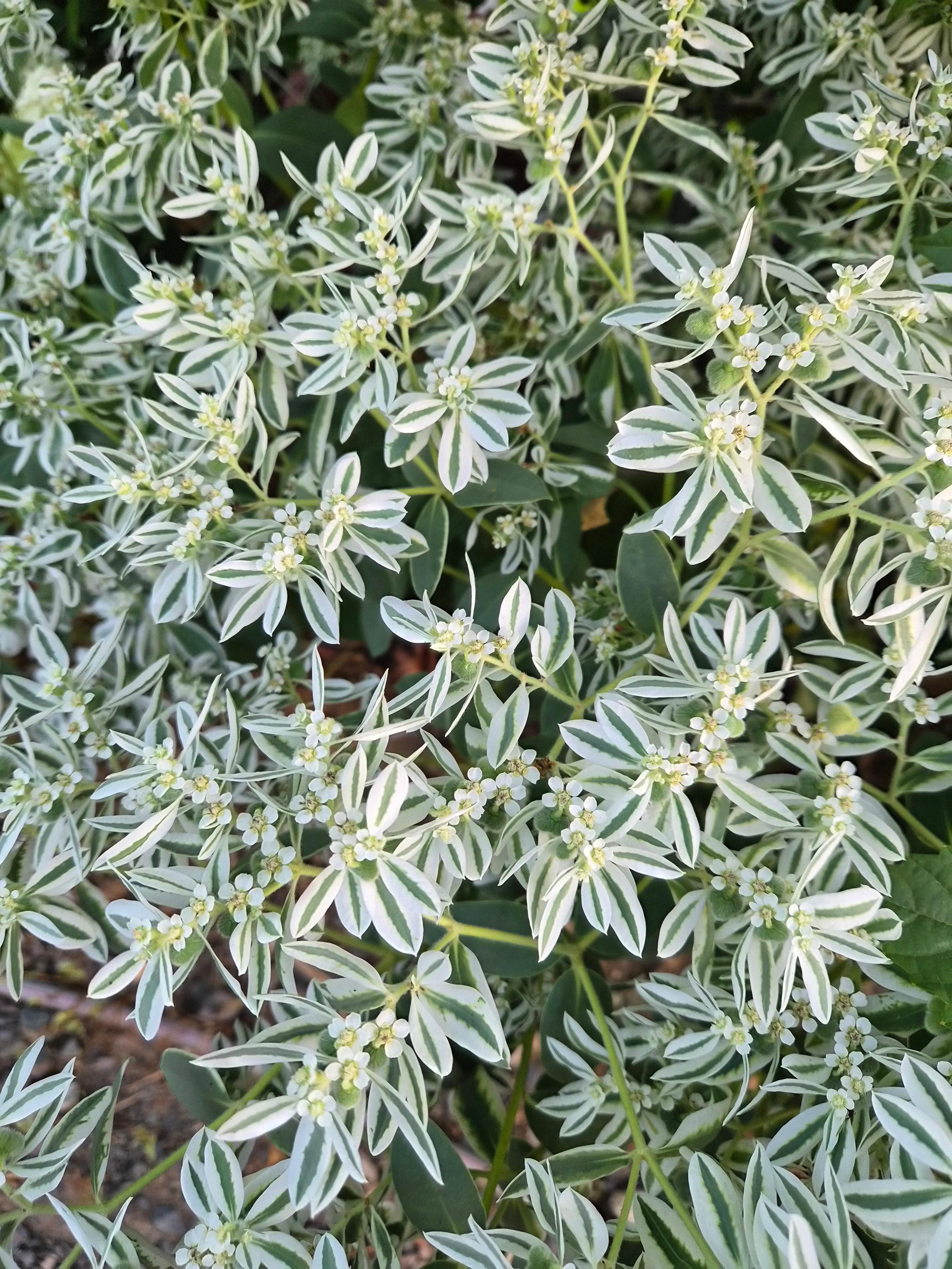 스노우 온 더 마운틴