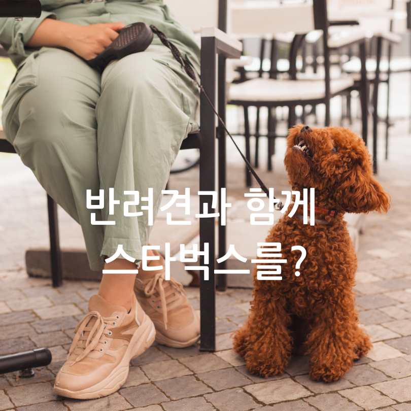 반려견 동반 스타벅스&amp;#44; 멍푸치노