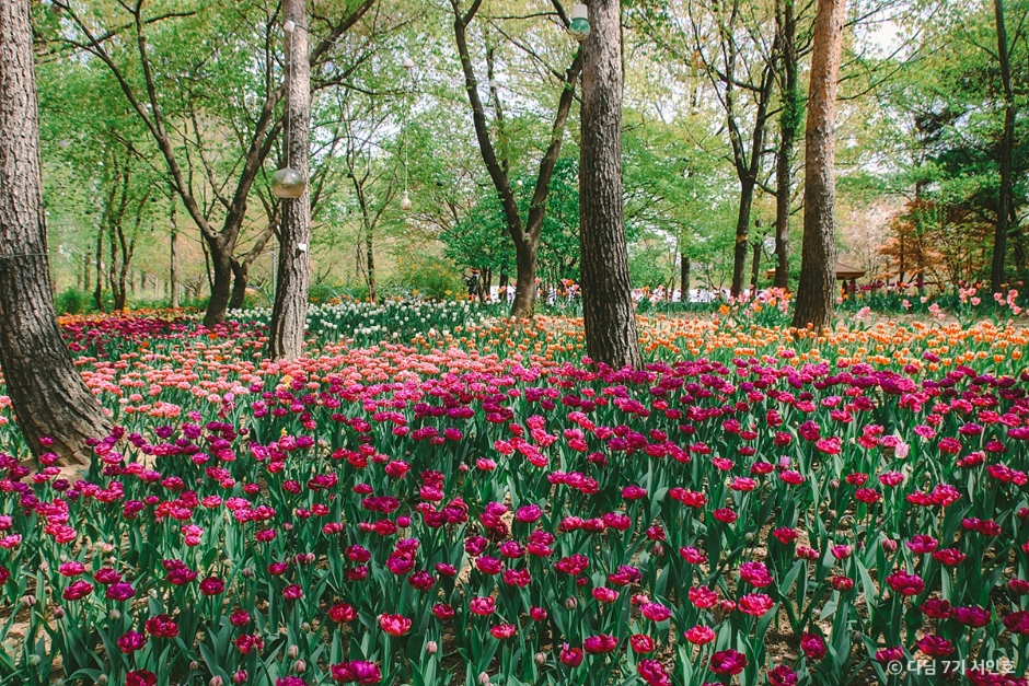 서울숲 공원 피크닉
