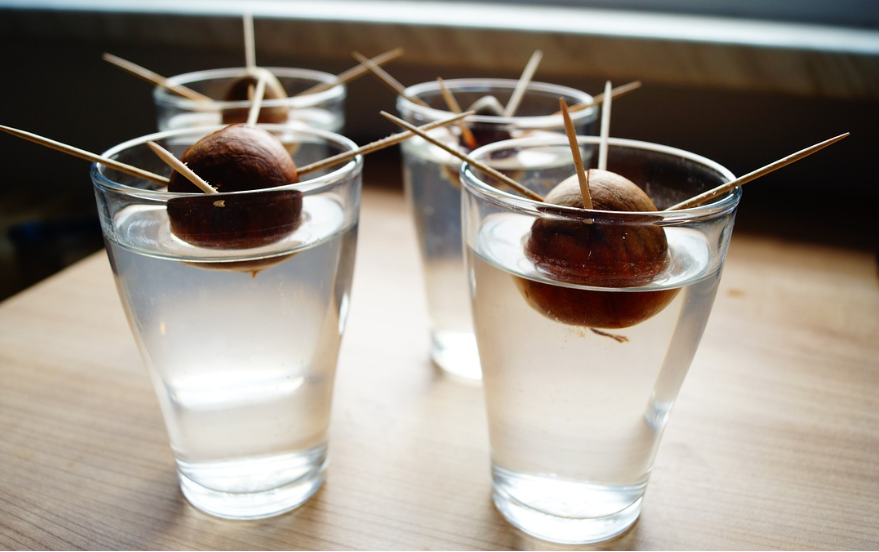 아보카도 키우기, 키우는 방법 - 물꽂이법