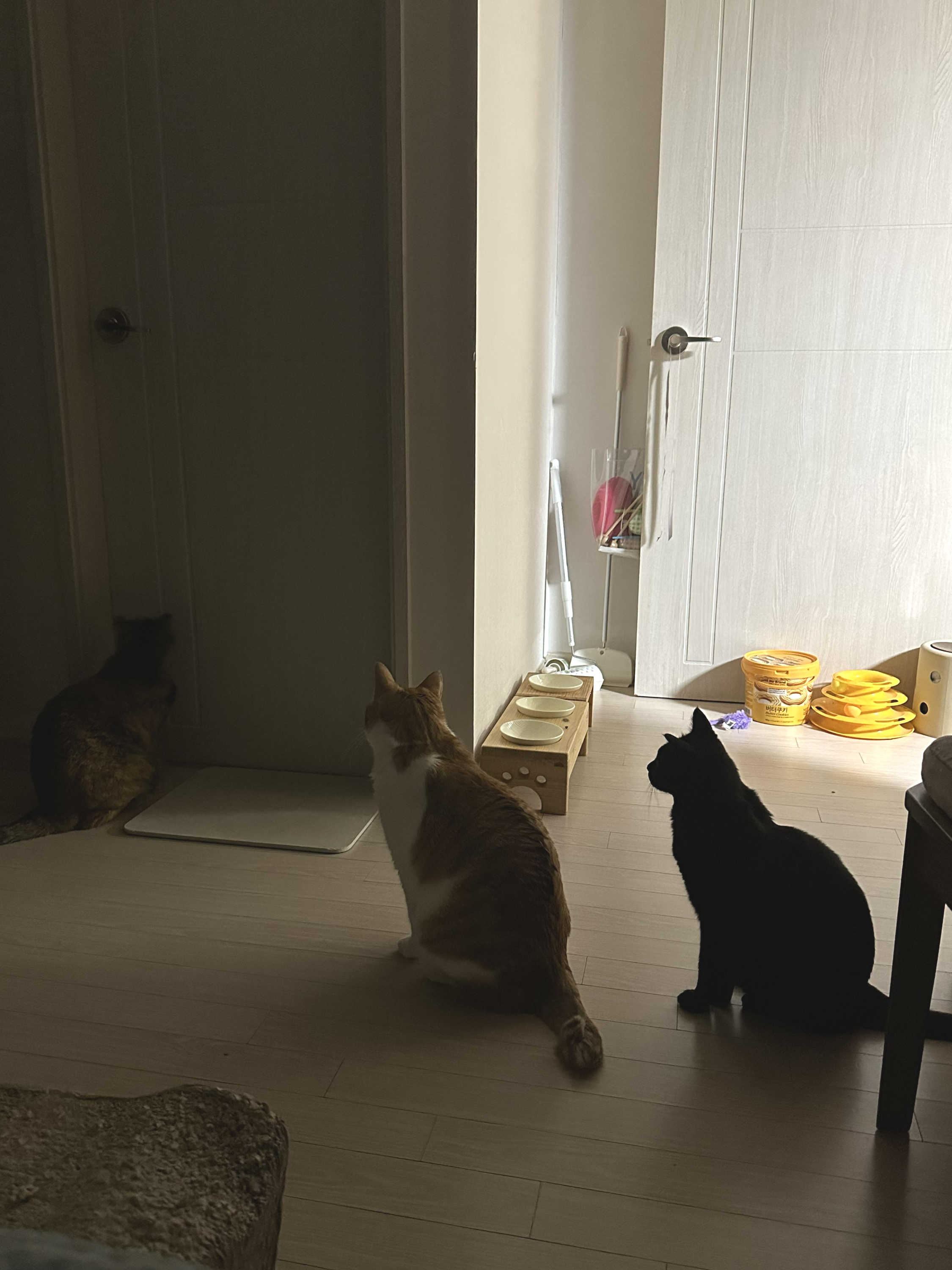 '아빠 괜찮냥~?!' 집사가 걱정되는 고양이들