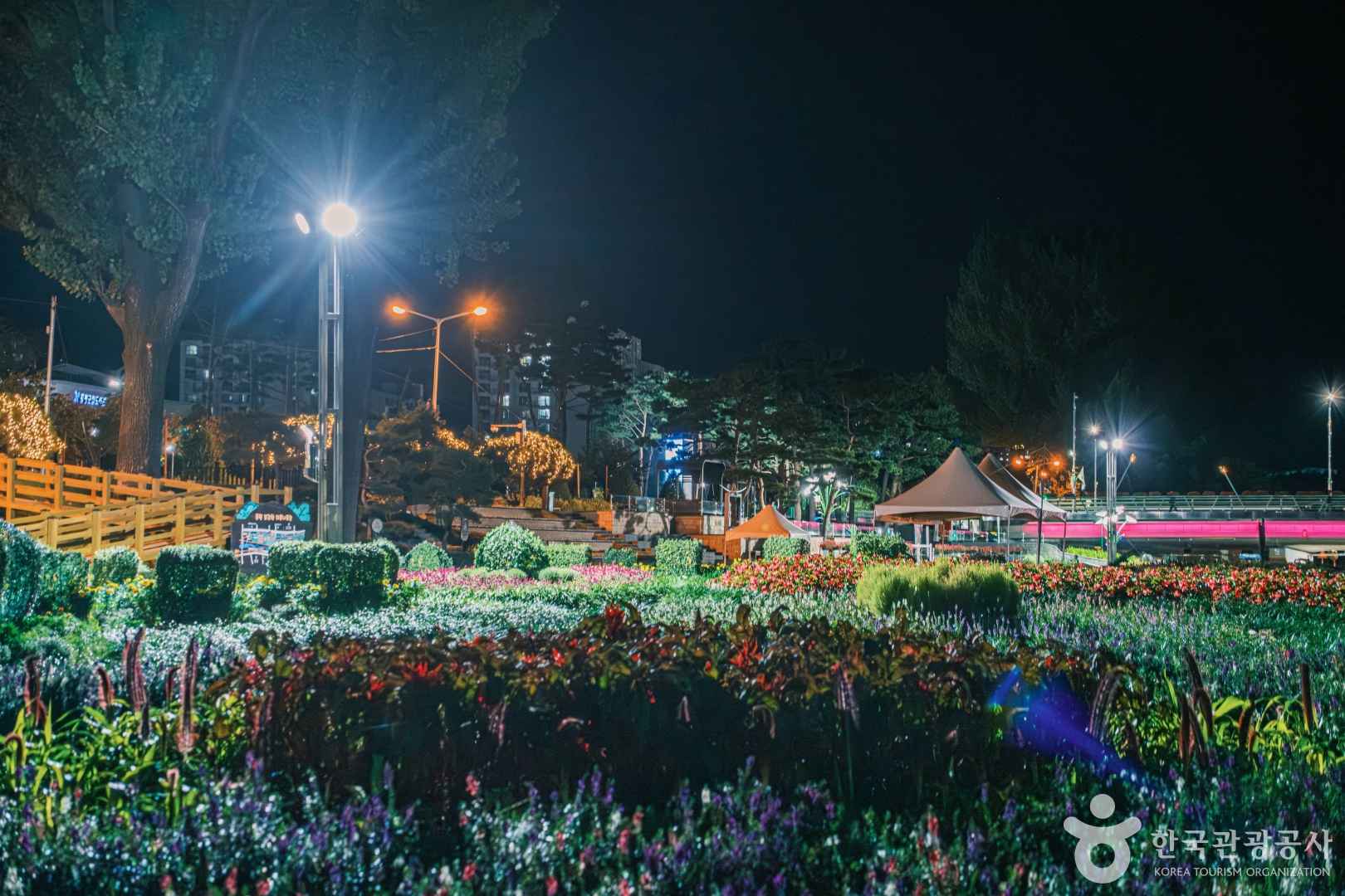 보강천 미루나무 숲