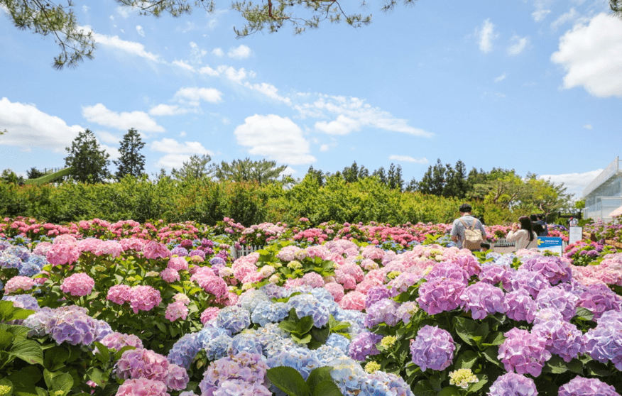 매화-개화-시기-축제
