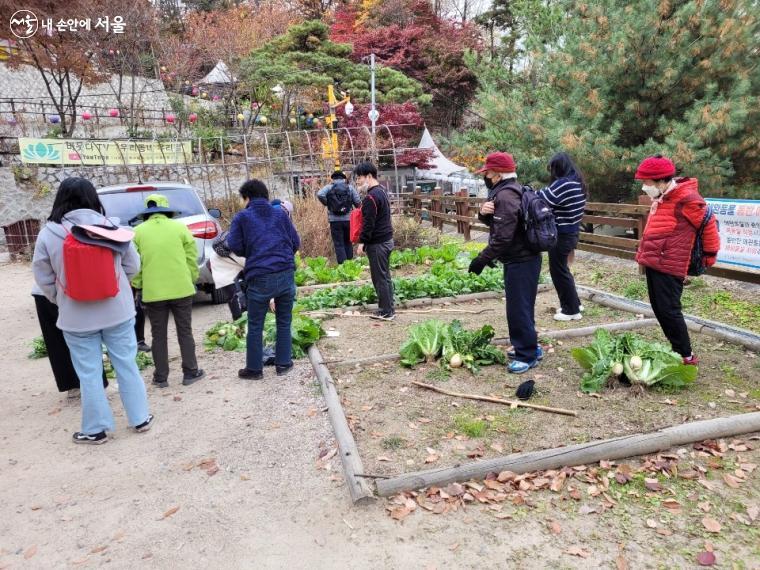 치매 어르신들이 수확한 배추와 무를 가져가기 위해 포장하는 모습