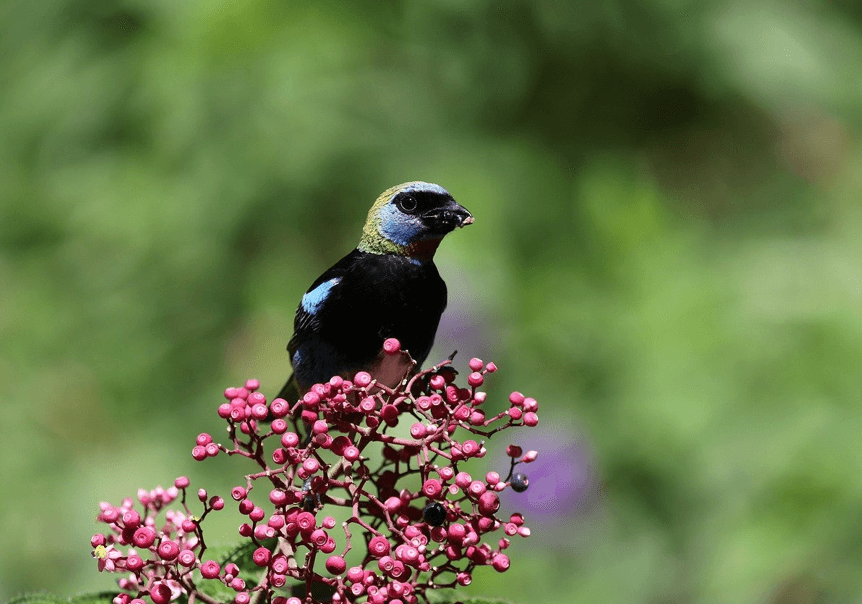 &amp;#39;호랑이기운이 어흥! 이벤트 참여방법&amp;#44;기아타이거즈 유니폼 증정