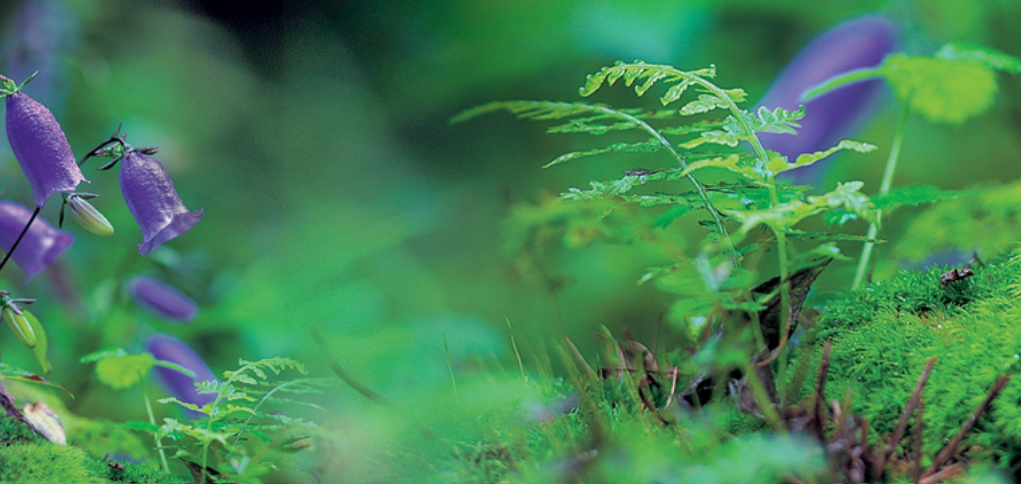 용인 한택식물원 안내 