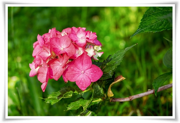 "수국" 여름의 아름다움을 한껏 품은 매력적인 꽃!