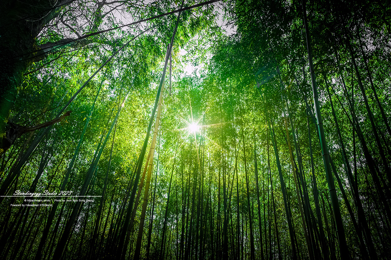 #일본 #교토 #신사 #대나무 #일본여행