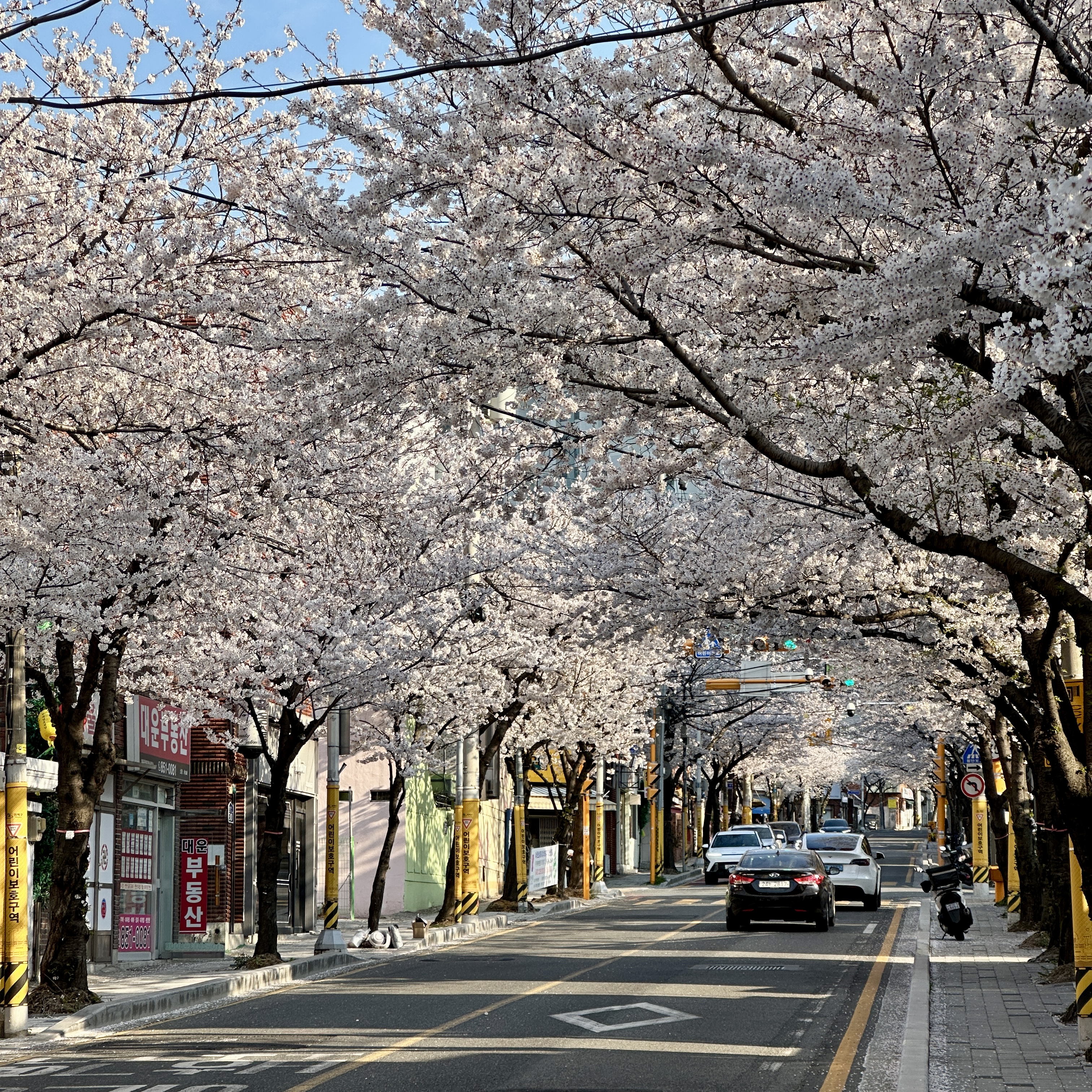 연산동_중앙천로_벚꽃길
