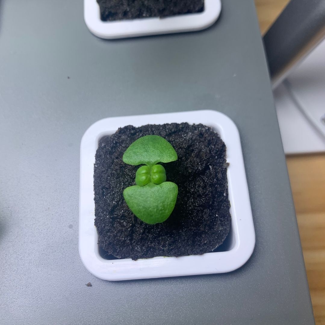 바질 키우는 방법