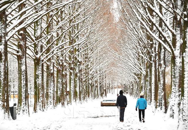 담양-메타세쿼이아-길
