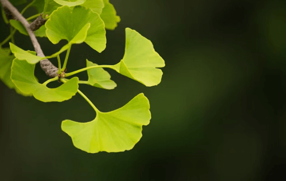 두뇌 건강에 좋은 건강기능식품 TOP5