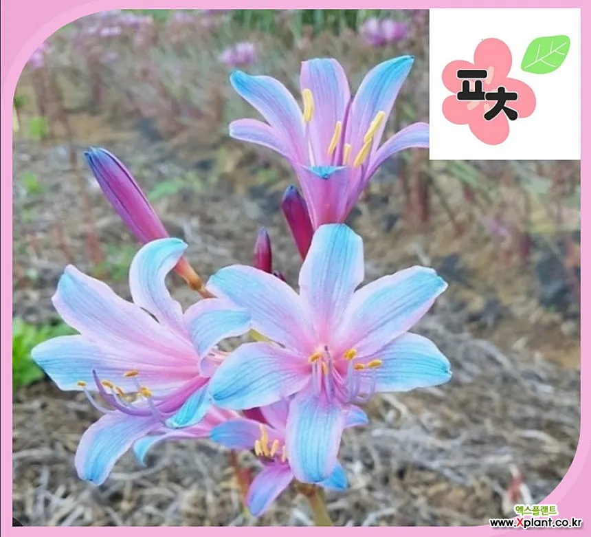 상사화 꽃무릇 차이와 개화시기에 대한 분석_9