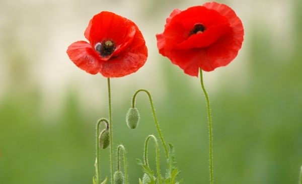 개양귀비 양귀비 구별 법 비교