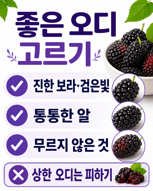 오디 효능