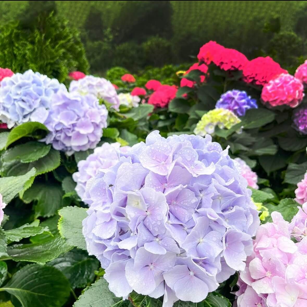 강진수국길축제