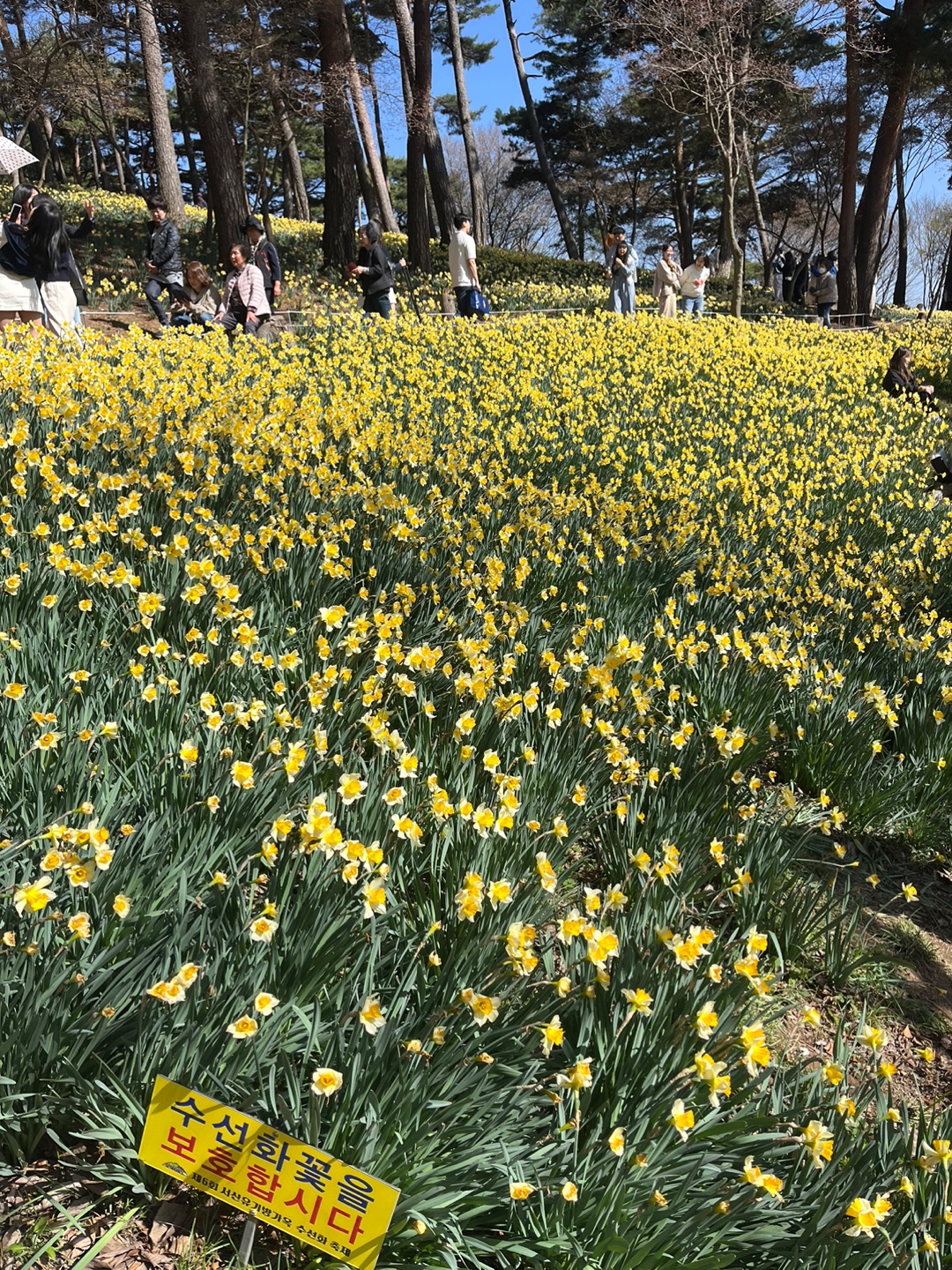 [2025 봄] 서산 유기방가옥 수선화 인생샷 명소｜애견 동반 OK