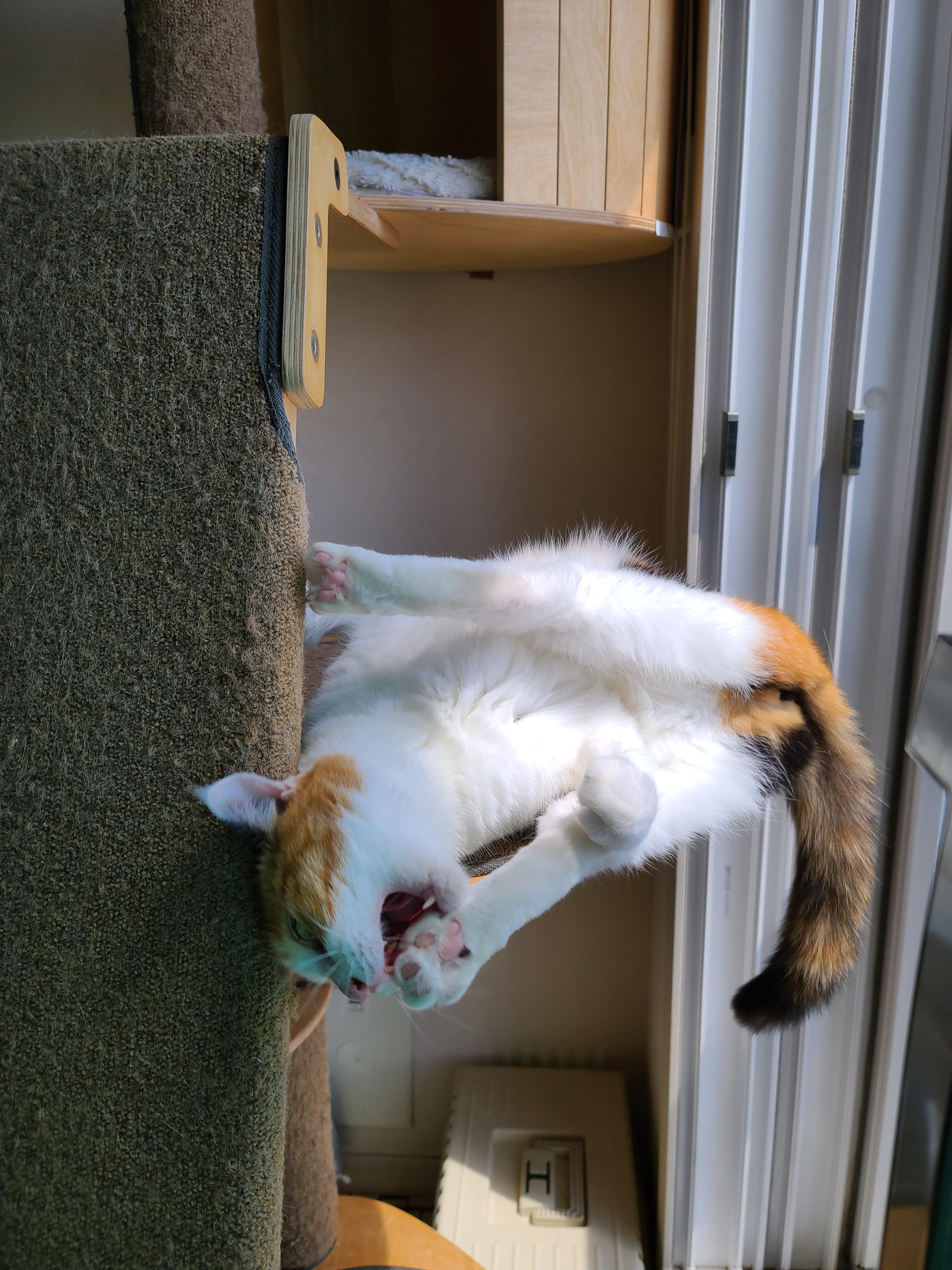 오랜만에 햇빛받고 아기맹수 되어버린 요미