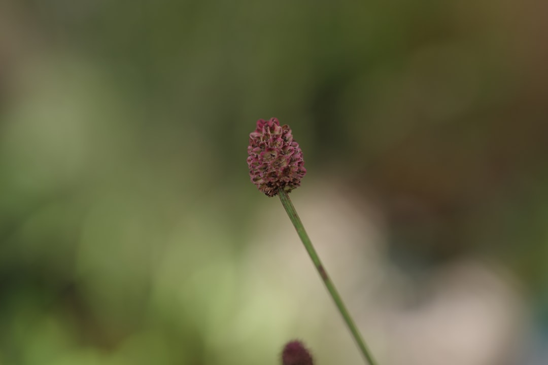 Popup