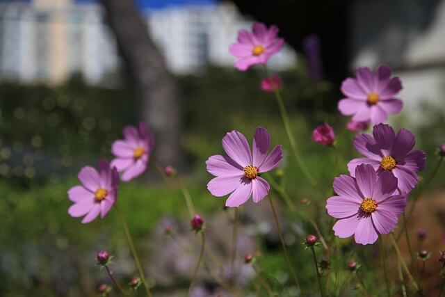 내장산 단풍 절정 시기｜주차&middot;케이블카&middot;탐방코스 완전정리