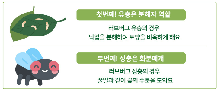 러브버그발생원인-이유 