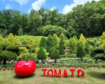 율봄식물원 토마토 시즌_4