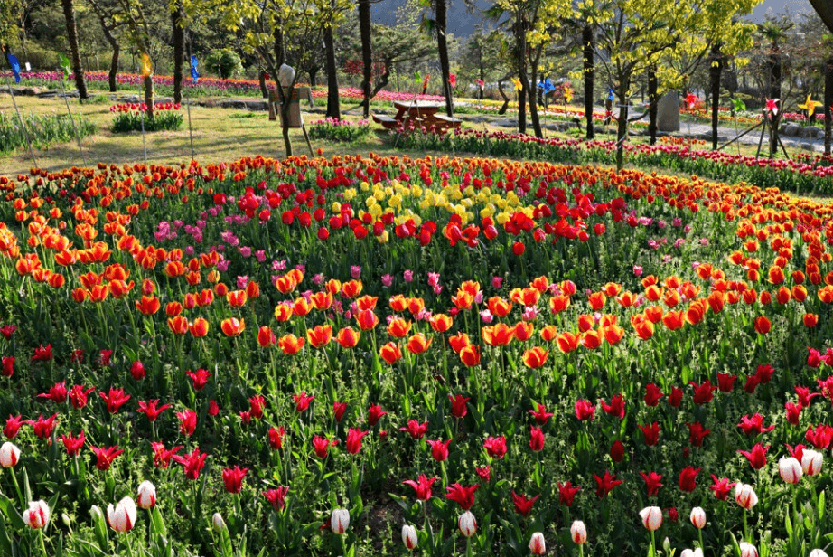 2025 하늘빛수목정원 튤립축제: 봄날의 로맨스를 담다!!