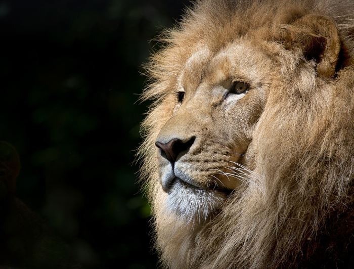 사자 나오는 꿈 해몽