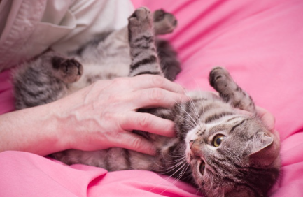 만지는 고양이.