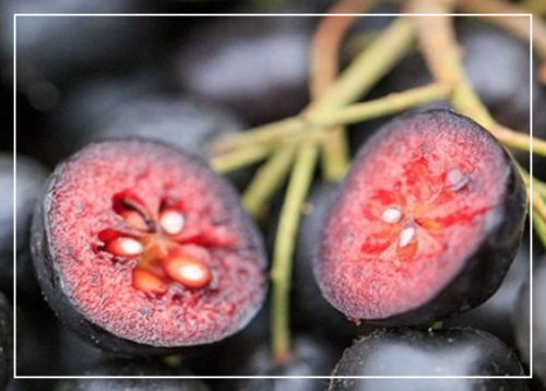 아사이베리의 효능