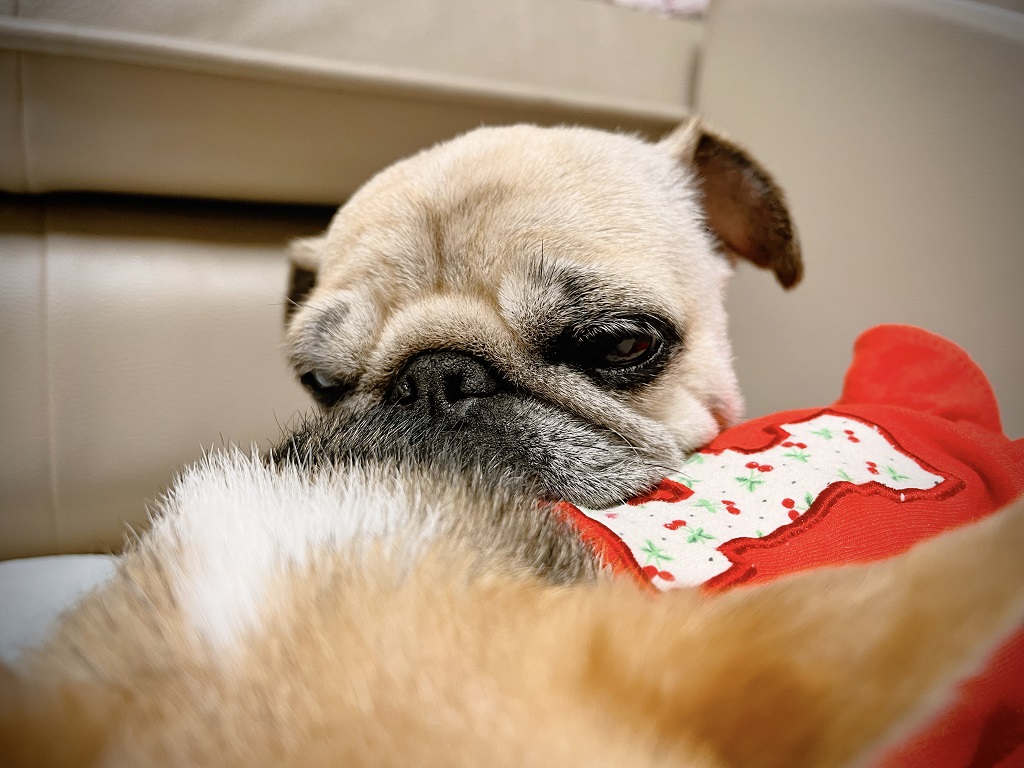 고민하는-복댕이