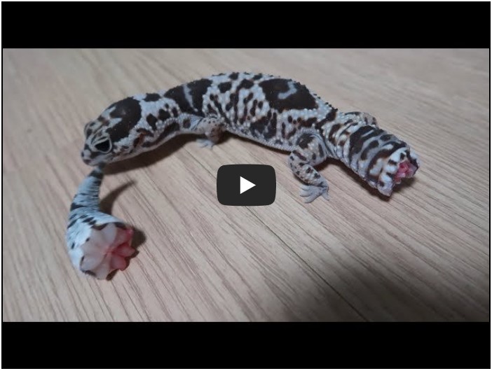 곤충 유튜버 순위 TOP 10 5