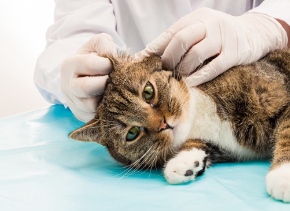 건강검진을 받고 있는 고양이.