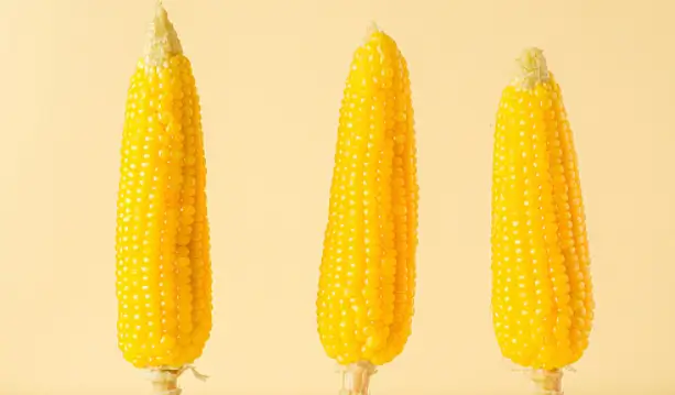 옥수수 삶는 방법