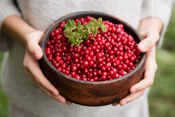 크랜베리 세균 부착을 막는 천연 항균 과일